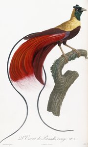 Roter Paradiesvogel von Jacques Barraband