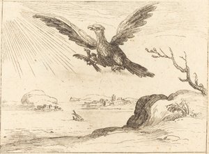 Adler und Junges von Jacques Callot