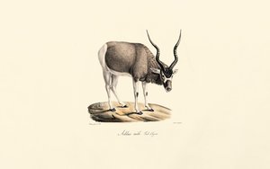 Addax-Antilope (Winterfell)