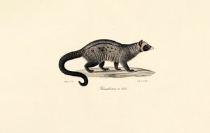 Afrikanische Zibetkatze