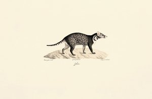Afrikanische Zibetkatze