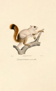 Albino-Variante des Amerikanischen Rothörnchens von Jacques Christophe Werner