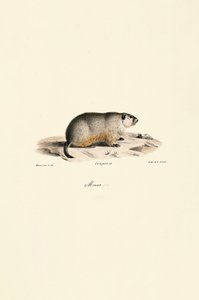 Alpenmurmeltier (Monax-Variante) von Jacques Christophe Werner