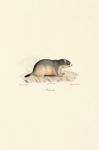 Alpenmurmeltier von Jacques Christophe Werner