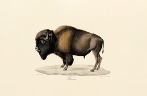 Amerikanischer Bison von Jacques Christophe Werner