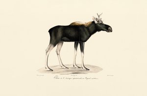 Amerikanischer Elch (Alces americanus)