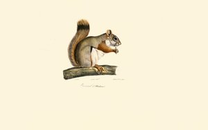 Amerikanisches Rothörnchen von Jacques Christophe Werner