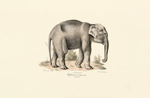 Asiatischer Elefant von Jacques Christophe Werner