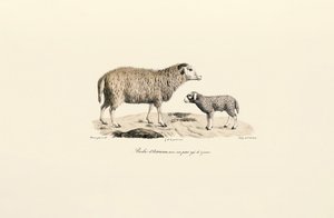 Aurukanisches Schaf mit Lamm von Jacques Christophe Werner
