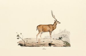 Axishirsch