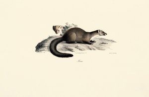 Baummarder
