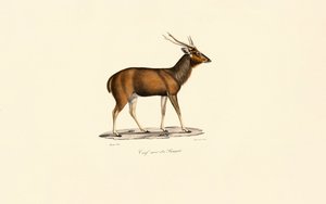 Bengalischer Axishirsch (Cerf noir du Bengale) von Jacques Christophe Werner