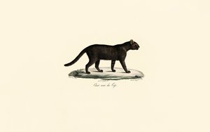 Schwarzfußkatze