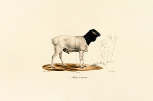 Schwarzköpfiges Schaf