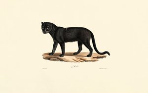 Schwarzer Jaguar (Panthera onca)