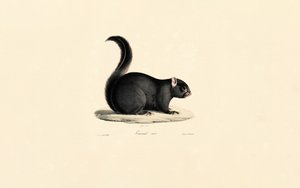 Schwarzes Eichhörnchen von Jacques Christophe Werner