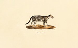 Brasilianische Tigerkatze