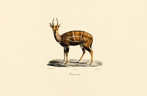 Buschbock (Männlich) von Jacques Christophe Werner