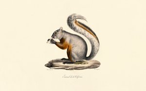 Kalifornisches Erdhörnchen von Jacques Christophe Werner