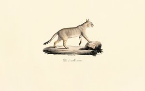 Karakal von Jacques Christophe Werner