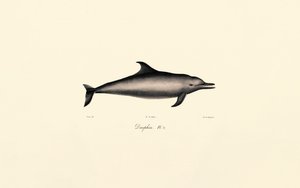 Gewöhnlicher Delfin