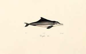 Gewöhnlicher Delfin (Delphinus delphis)