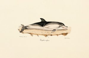 Gewöhnlicher Delfin