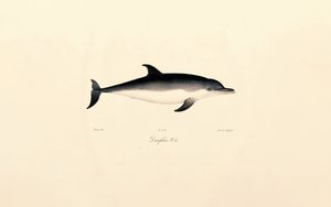 Gewöhnlicher Delfin
