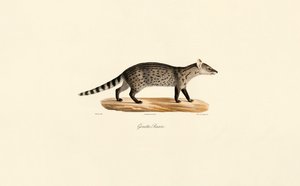 Ginsterkatze