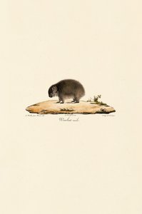 Gewöhnlicher Wombat (Männlich)