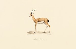 Dorkasgazelle (Männlich)