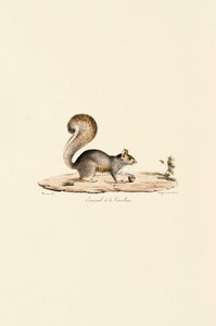 Östliches Grauhörnchen von Jacques Christophe Werner