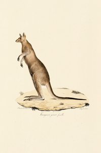 Östliches Graues Känguru (Weibchen) von Jacques Christophe Werner