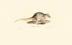 Östlicher Quoll