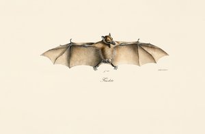 Ägyptische Flughund von Jacques Christophe Werner