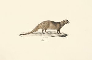 Ägyptische Manguste von Jacques Christophe Werner