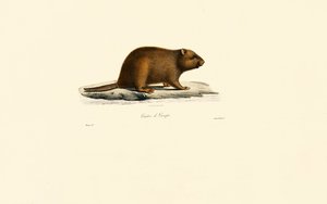 Europäischer Biber von Jacques Christophe Werner