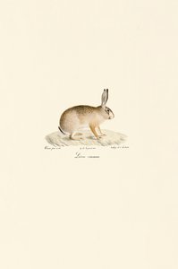 Europäischer Hase