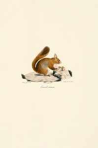 Europäisches Eichhörnchen von Jacques Christophe Werner
