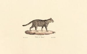 Europäische Wildkatze