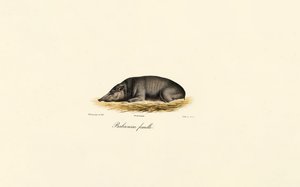 Weibliche Babirusa