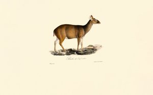 Weiblicher Indischer Muntjak (Biche du Cerf cochon) von Jacques Christophe Werner