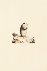 Weibliches Virginia-Opossum