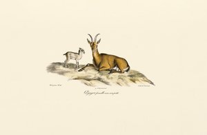 Weibliche Wildziege mit Jungem