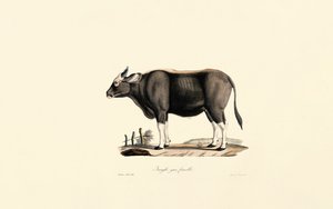 Gaur Weiblich