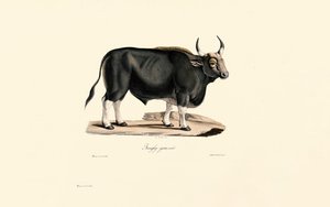 Gaur Männlich