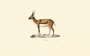 Kropfgazelle von Jacques Christophe Werner