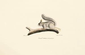 Grauhörnchen (Europäische Eichhörnchen Variante) von Jacques Christophe Werner