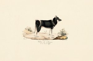 Grönlandhund