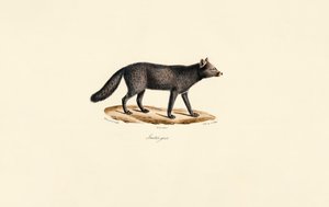 Graues Erdmännchen von Jacques Christophe Werner